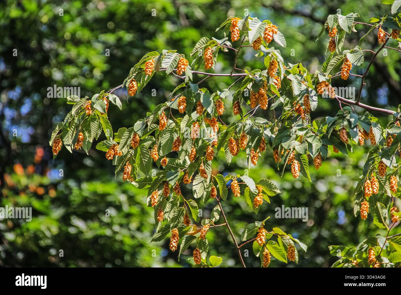 Ein Nahfoto, das die üppigen grünen Blätter und die markanten orange-gelben Fruchtschoten eines Hopfenbuches (Ostrya carpinifolia oder Ostrya vir) feststellt Stockfoto