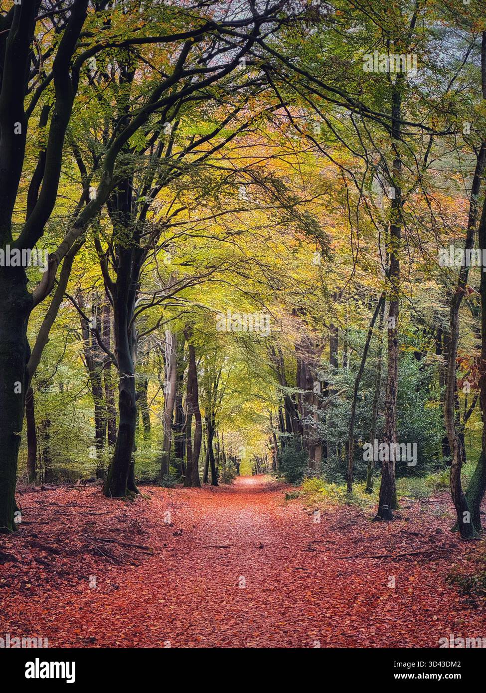 Veluwe Nationalpark, Gelderland, Niederlande - Smartphone-aufgenommenes Stockfoto