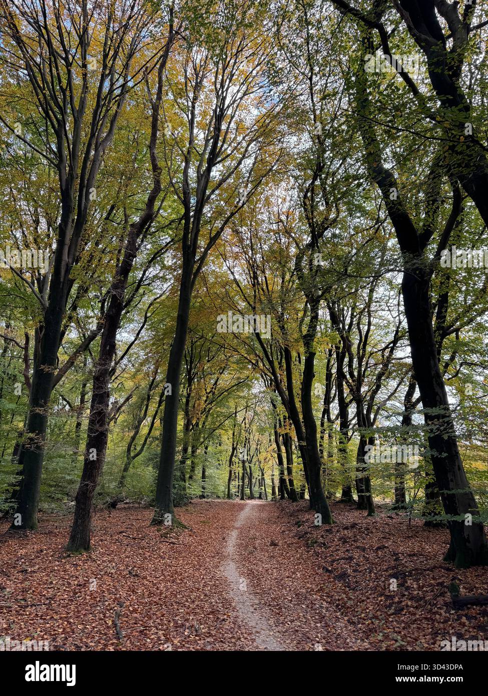 Veluwe Nationalpark, Gelderland, Niederlande - Smartphone-aufgenommenes Stockfoto
