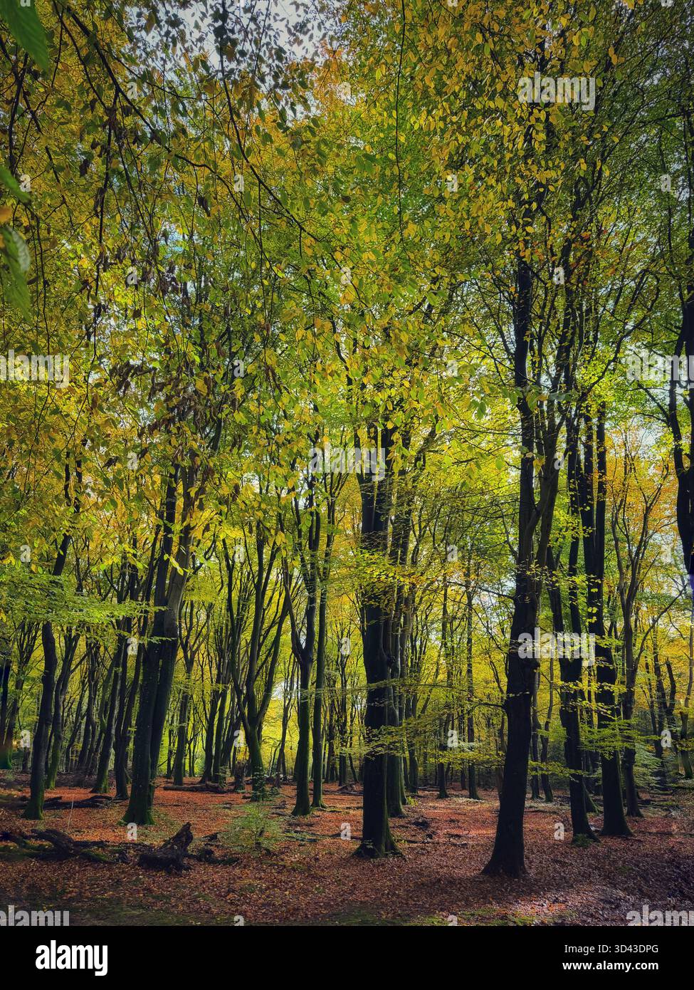 Veluwe Nationalpark, Gelderland, Niederlande - Smartphone-aufgenommenes Stockfoto