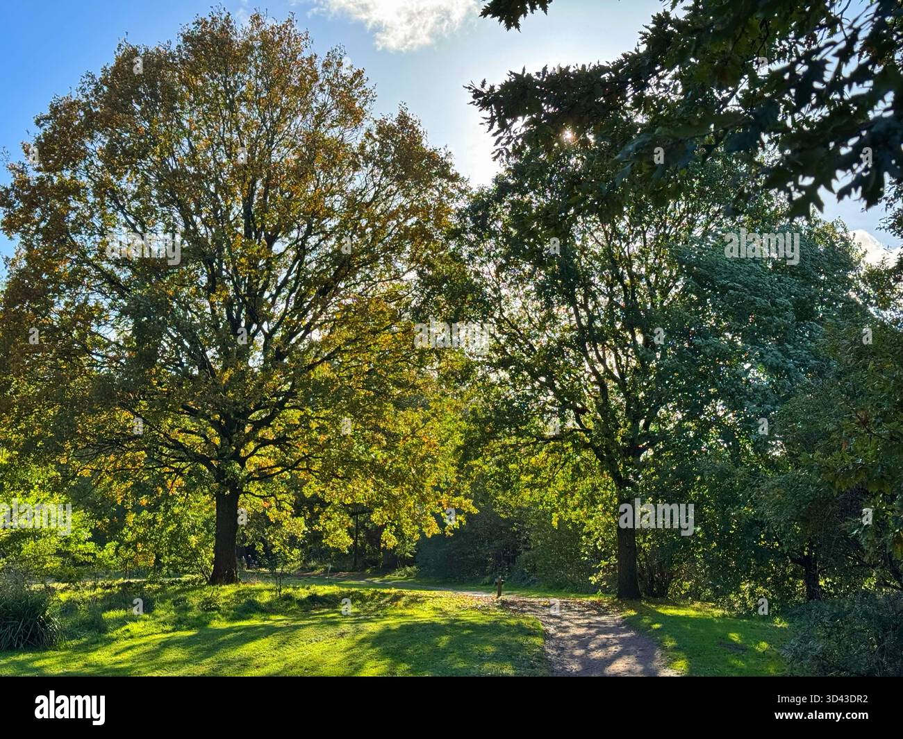 Laubwälder im Tredegar Park, Südwales Stockfoto