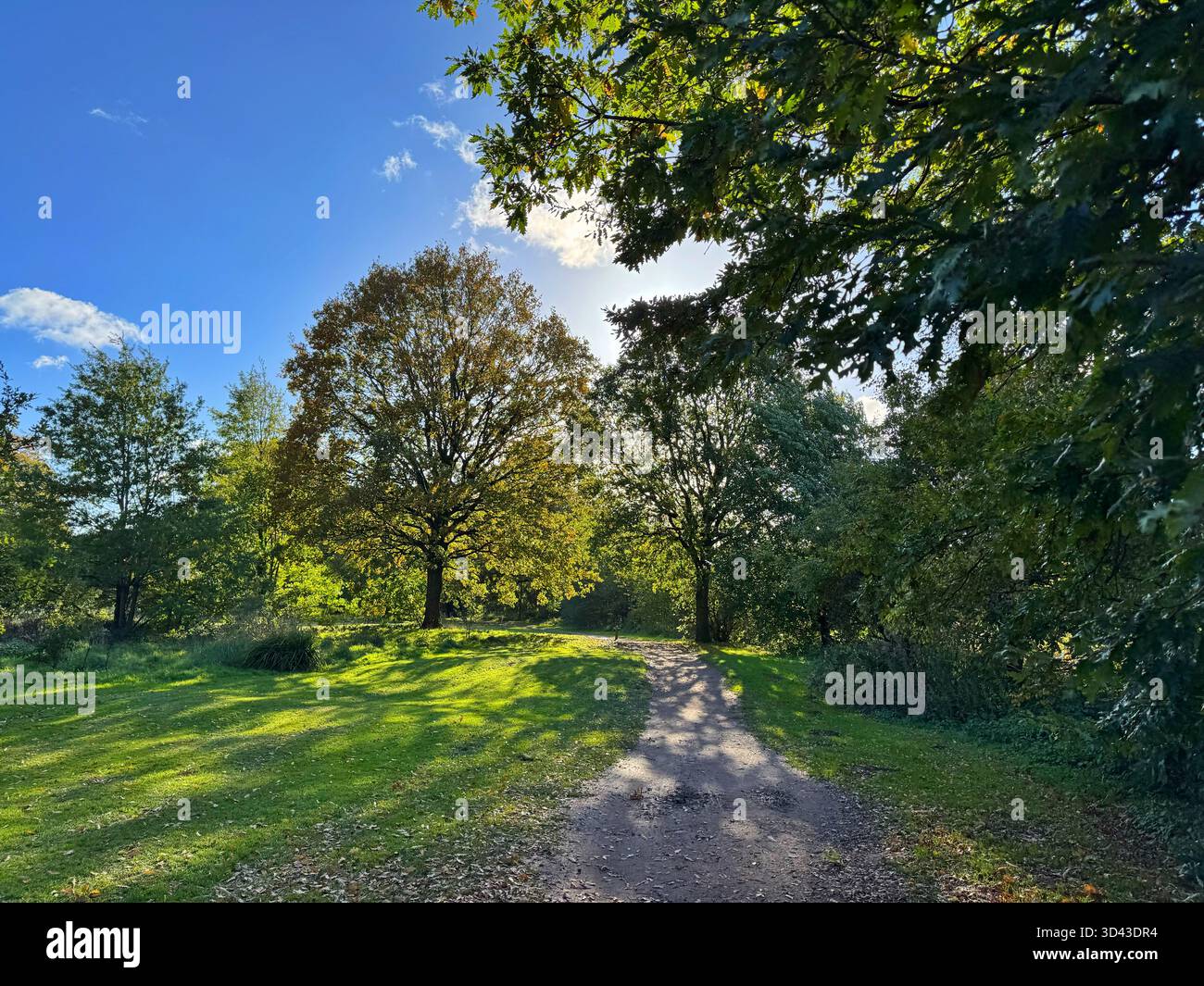 Laubwälder im Tredegar Park, Südwales Stockfoto