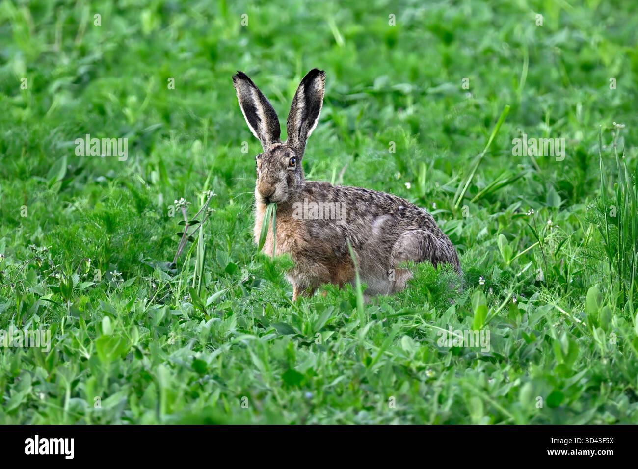 Hase isst Wiesenblumen Stockfoto