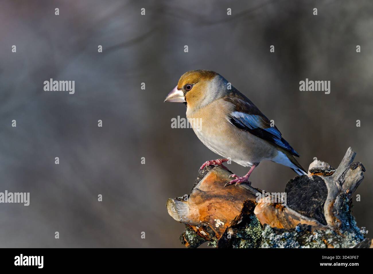 Hawfinch im Winter Stockfoto