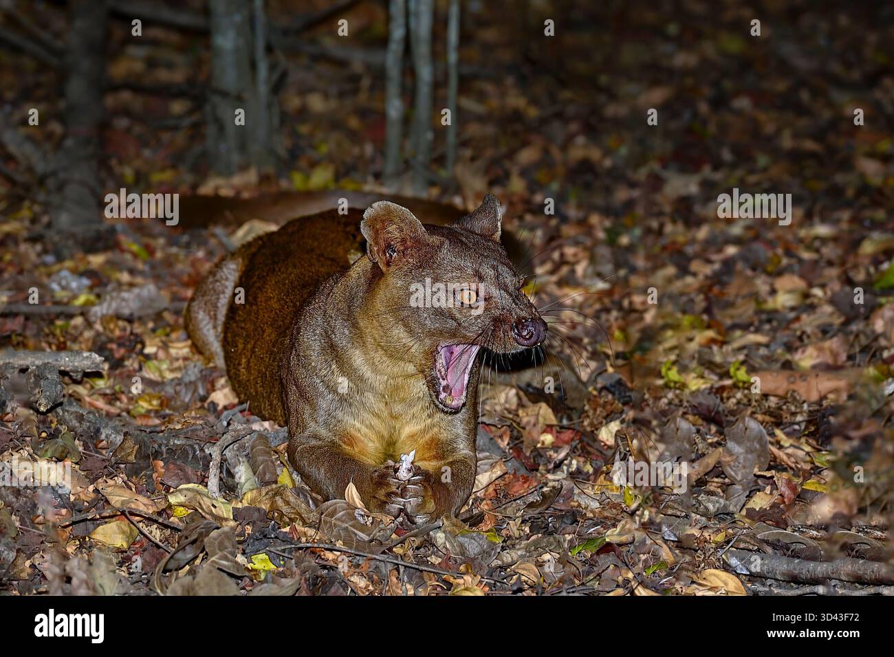Fossa in der Nacht Stockfoto