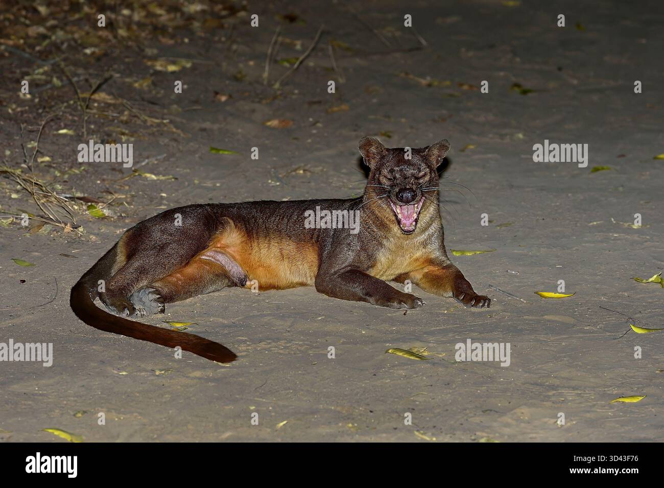 Fossa in der Nacht Stockfoto