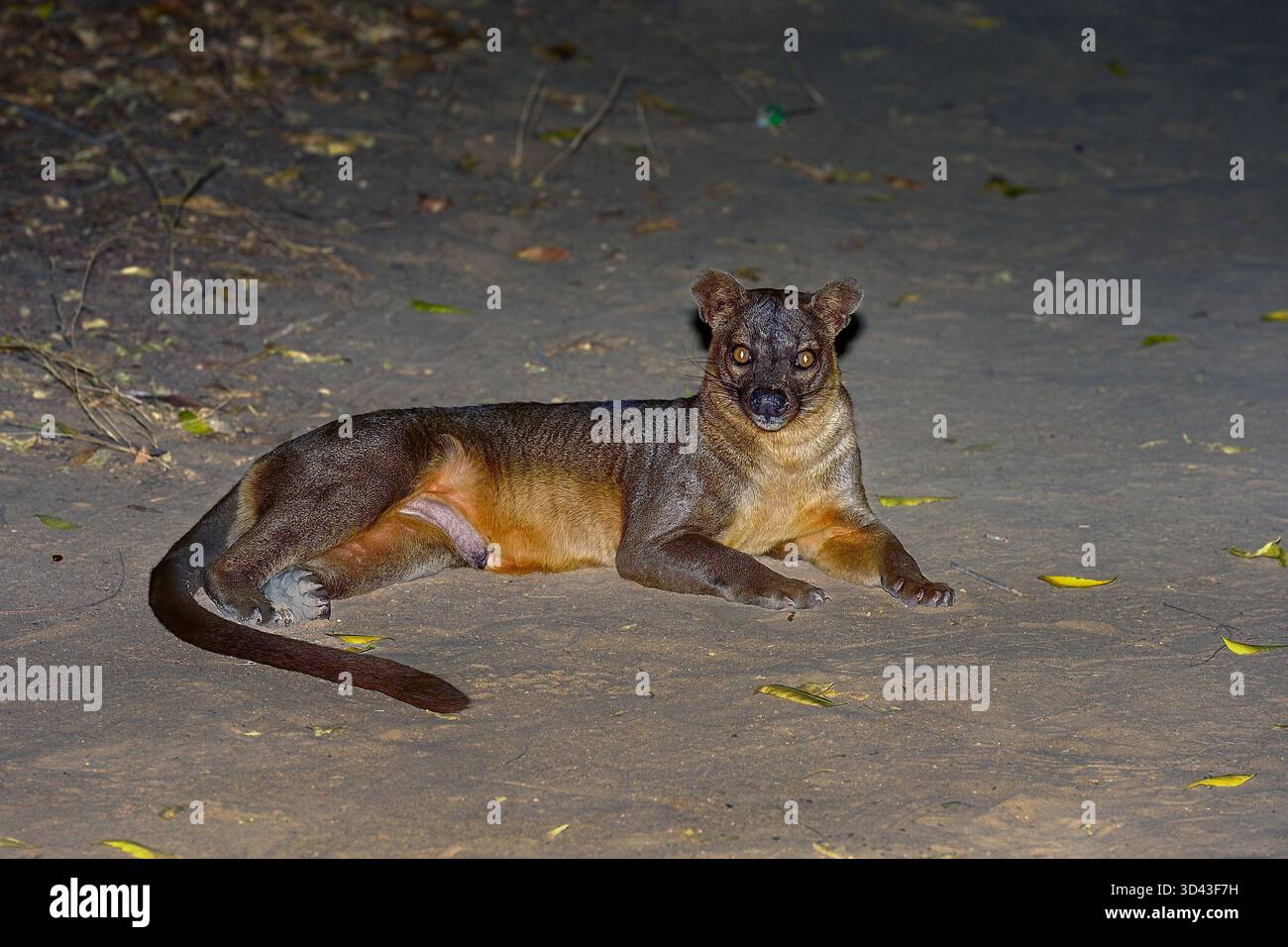 Fossa in der Nacht Stockfoto