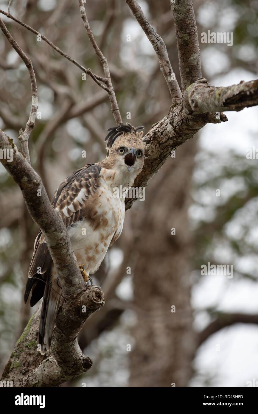Ein Falkenadler, der im Dschungel von Wilpattu nach einem Partner ruft. Stockfoto