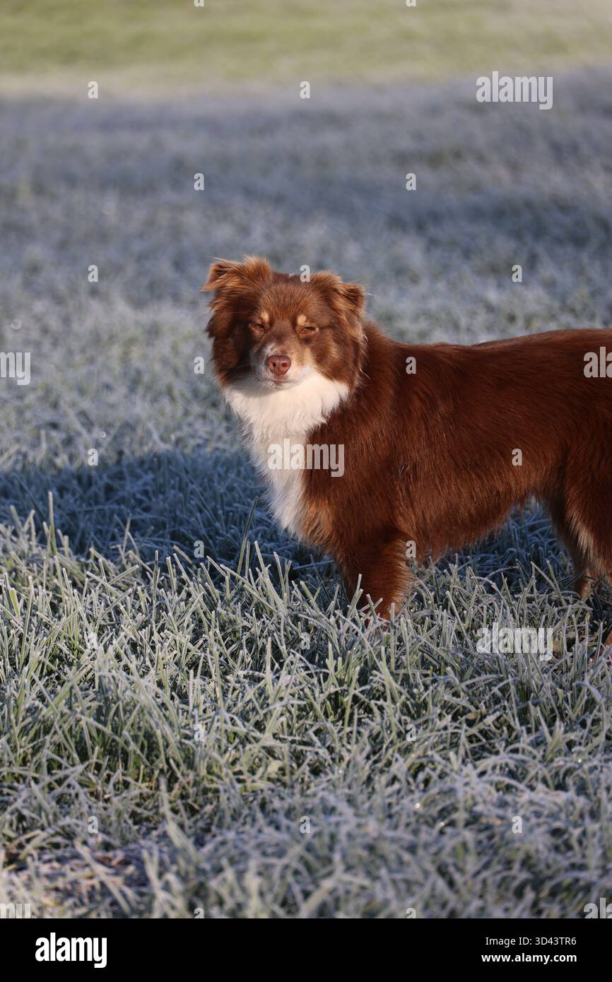 Brauner und weißer Hund, der auf frostigem Gras ruht Stockfoto