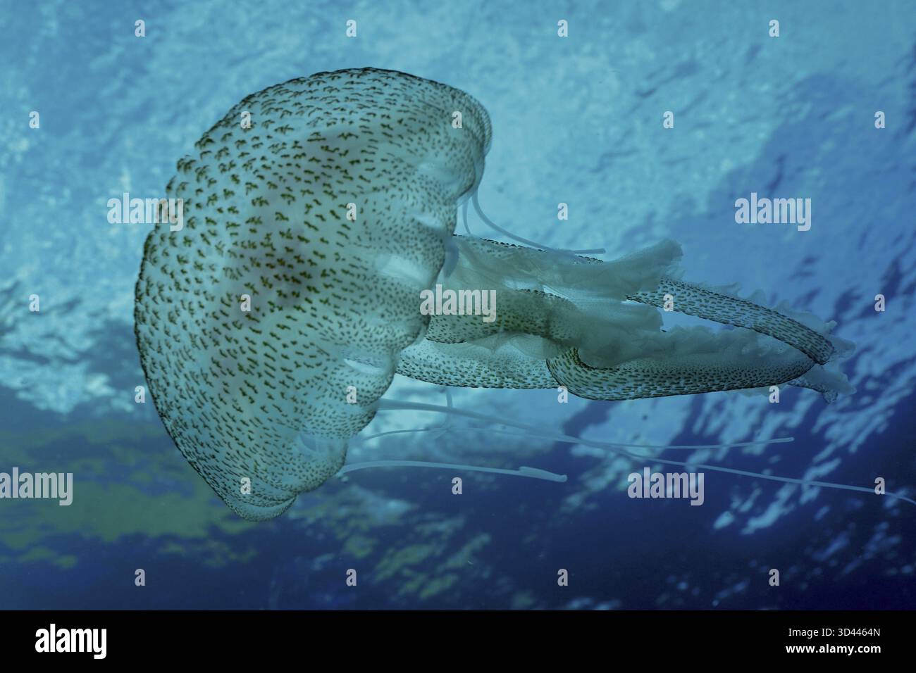 Eine Qualle (Pelagia noctiluca) schwimmt unter Wasser im Mittelmeer in der Nähe von Hyeres, Giens Halbinsel Tauchplatz, Porquerolles, Provence, Cote d Stockfoto