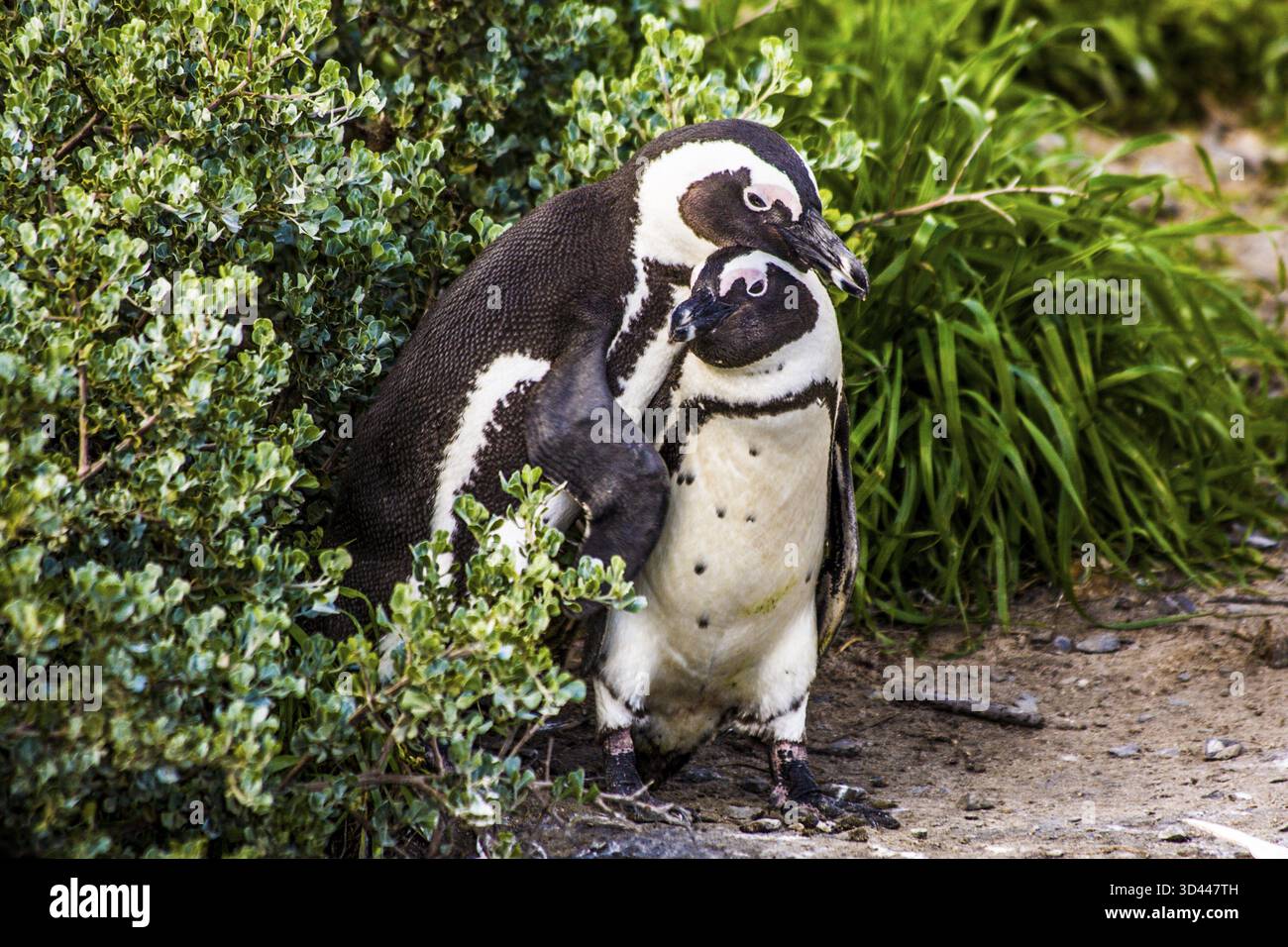 Jackass-Pinguine (Spheniscus demersus) am Boulders Beach mit über 2000 Tieren, Kap-Halbinsel, Südafrika, Simon's Town, Westkap Stockfoto