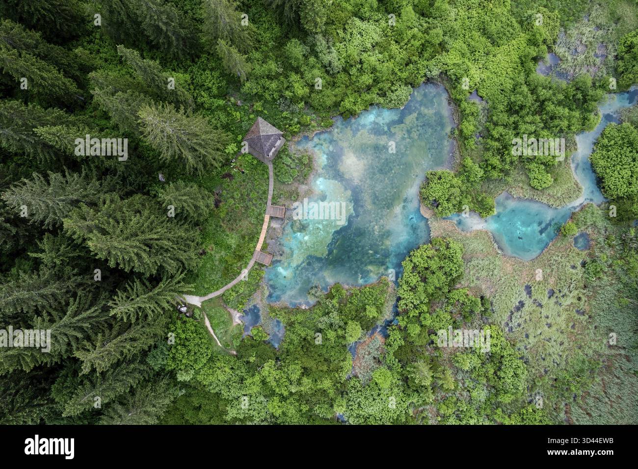 Naturschutzgebiet Zelenci in Slowenien. Bergfeuchtgebiete mit türkisfarbenem See, seltenen Pflanzen und Watvögeln. Drohnenansicht aus der Luft, Slowenien Stockfoto