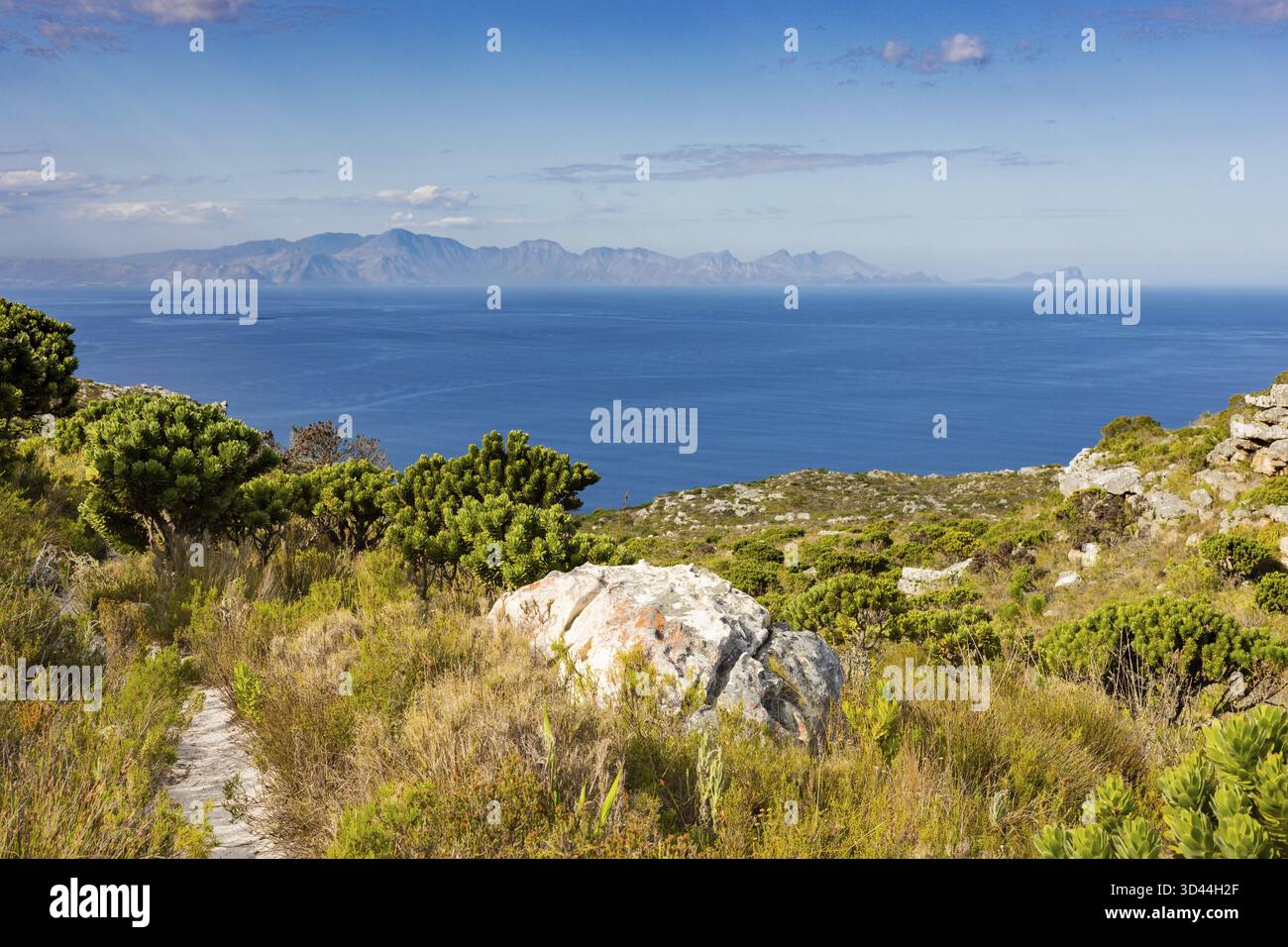 Küstenberglandschaft mit Fynbos Flora in Kapstadt Südafrika, Kapstadt, Südafrika Stockfoto