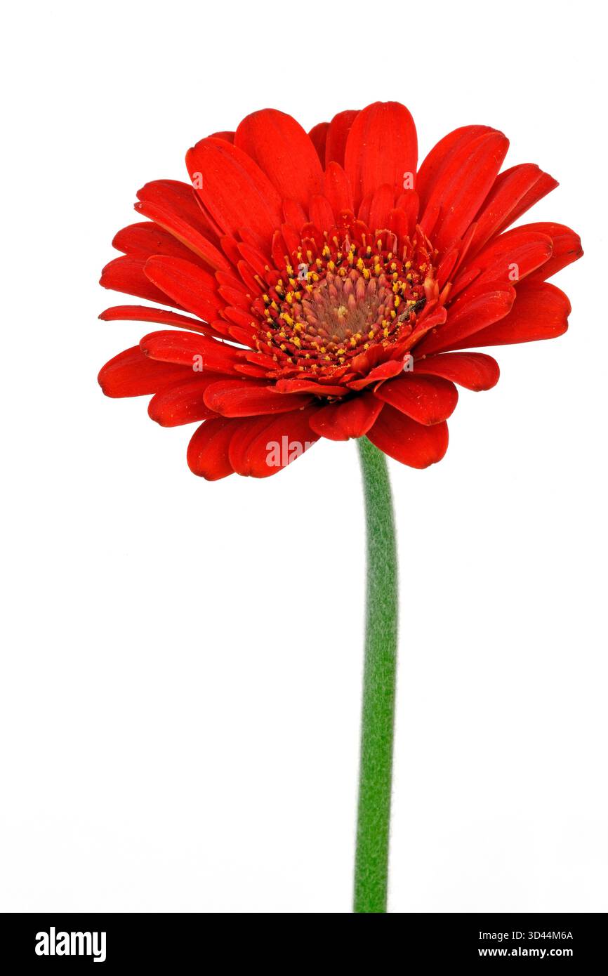 Rote Miniatur Gerbera (Gerbera) Stockfoto