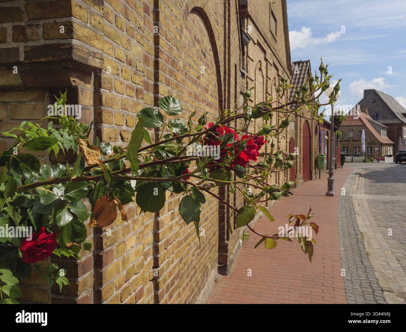Rote Rosen wachsen auf einer Backsteinmauer entlang einer gepflasterten Straße mit historischem Flair, Kappeln, Deutschland Stockfoto