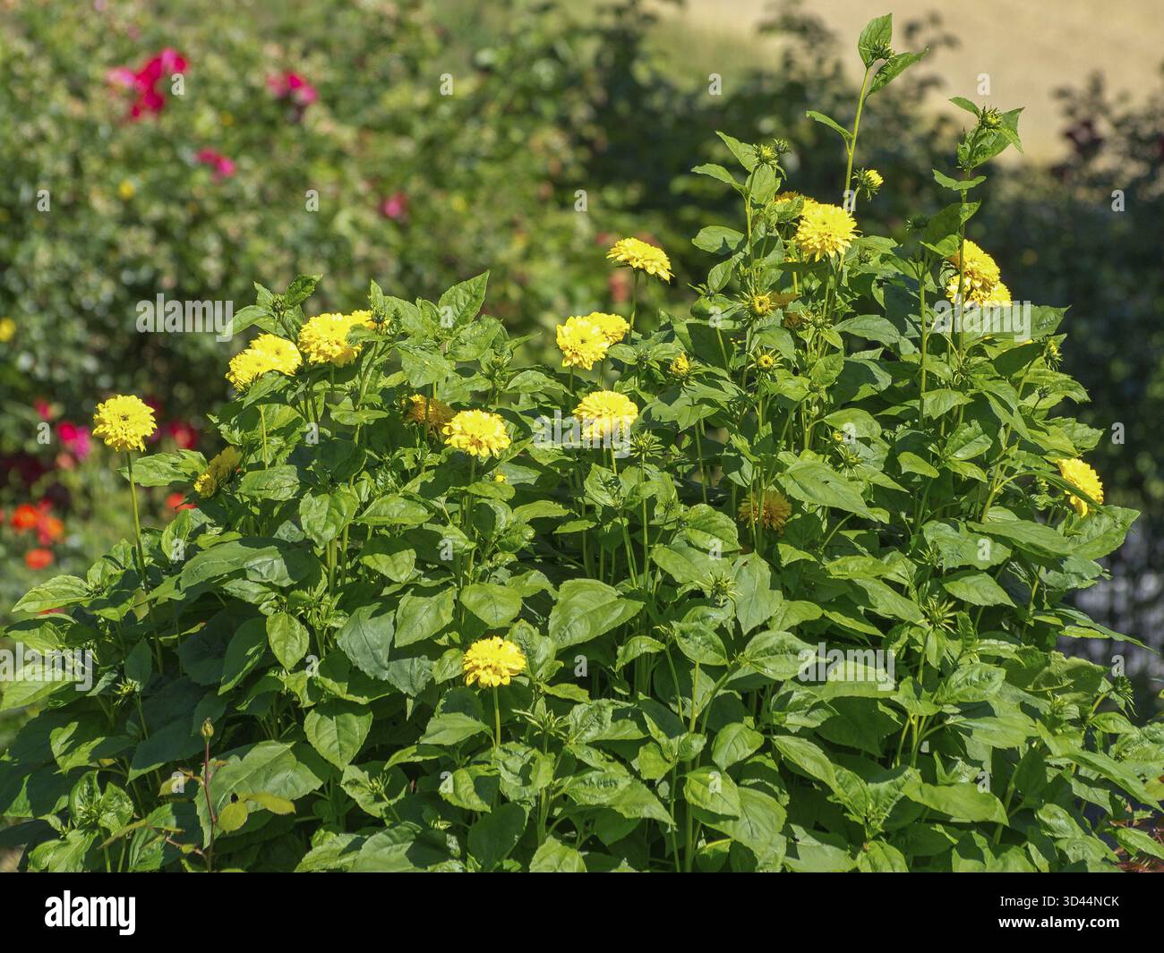 Dichte Gruppe gelber Blumen in einem grünen, sommerlichen Garten, Seppenrade, Münsterland, Deutschland Stockfoto