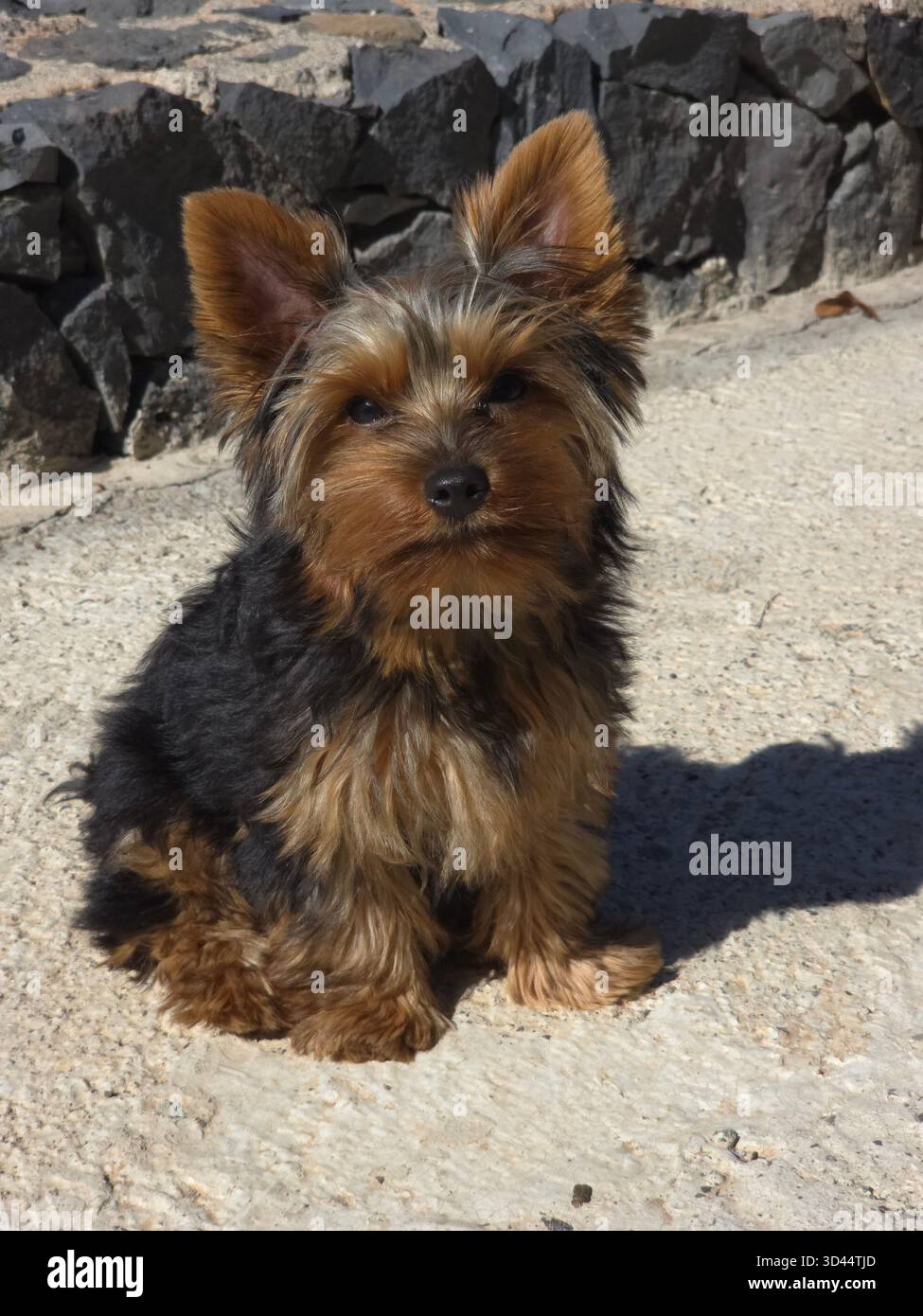 Nahaufnahme eines süßen Yorkshire-Terrier-Welpen draußen - Smartphone-aufgenommenes Stockfoto
