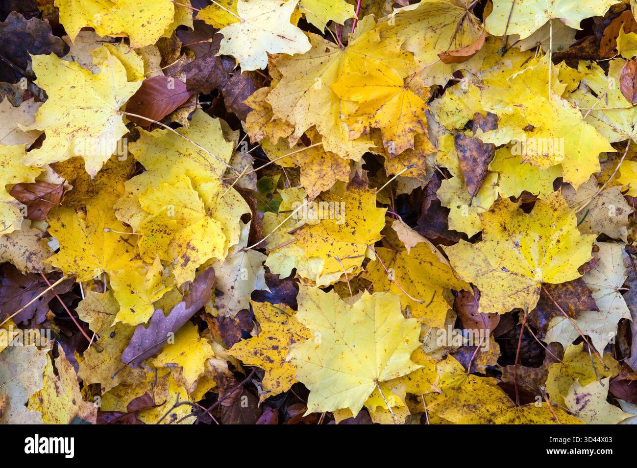 Goldene Herbstblätter bedecken den Waldboden und leuchten in warmen Gelb- und Brauntönen. Stockfoto