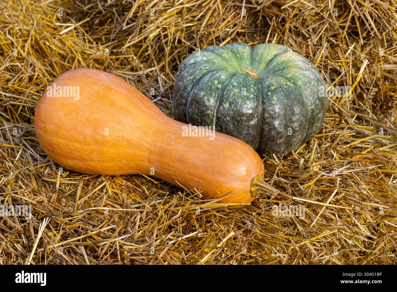 Ein gelber länglicher Kürbis und ein grüner runder Kürbis liegen auf dem Heu. Stockfoto