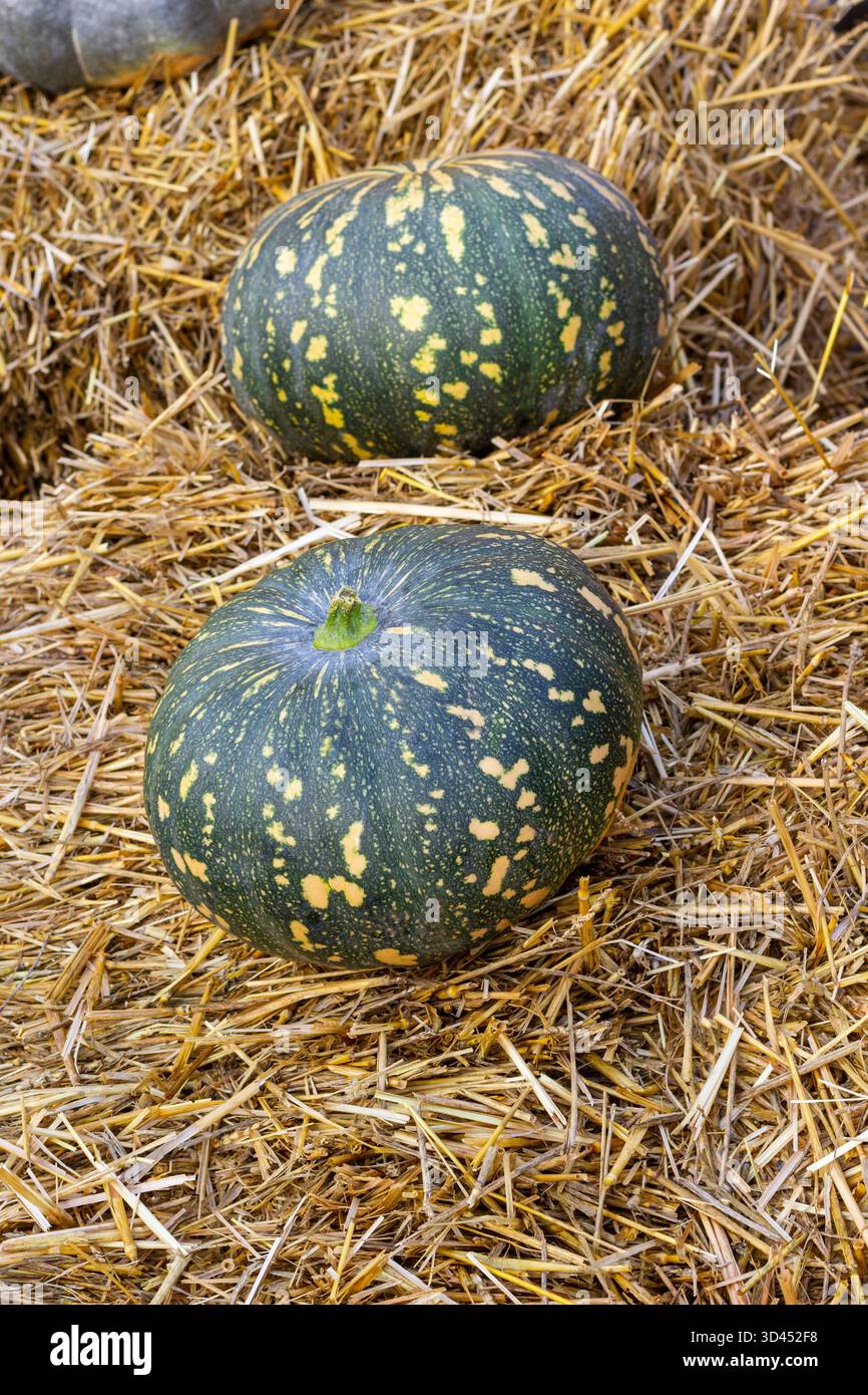 Zwei große grüne Kürbisse auf einem Haufen Heu. Blick von oben. Stockfoto