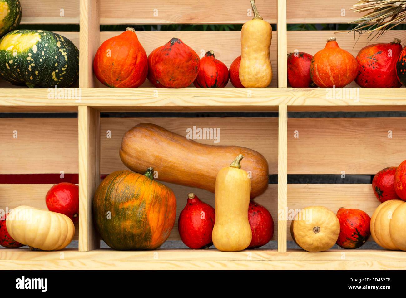 Orangefarbene, gelbe und grüne Kürbisse auf Holzregalen. Stockfoto