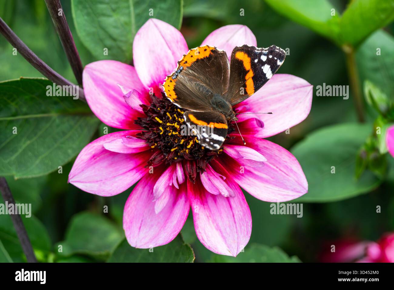 Roter Admiral-Schmetterling (Vanessa atalanta), der während der Sommersaison auf einer Dahlienblüte „Skyfall“ ruht, Makronaturfotografie von Schmetterlingen, Stockfoto