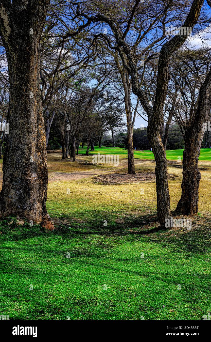 Ein von Bäumen gesäumtes erstes Fairway auf dem Golfplatz Borrowdale Brooke in Harare Stockfoto