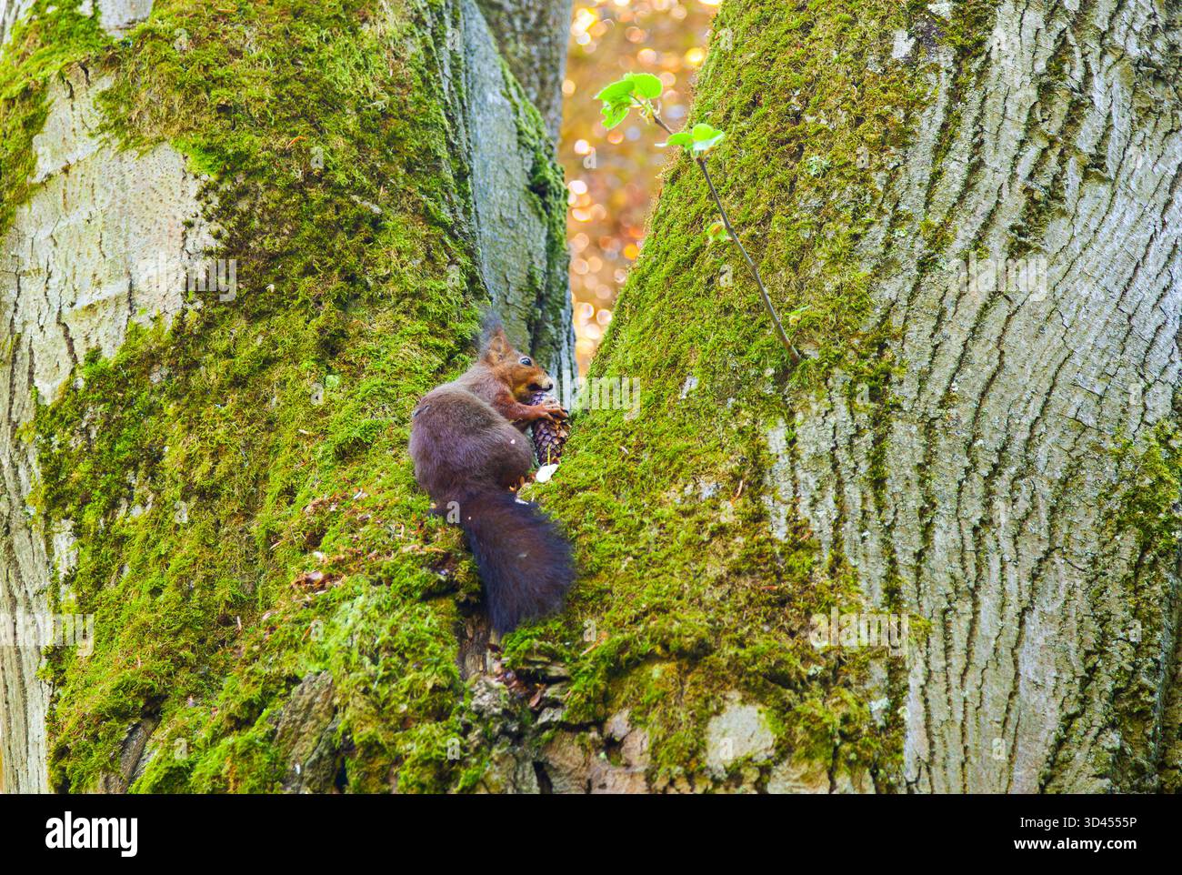 Ein wildes rotes Eichhörnchen nagt an einem Kiefernzapfen in einem Baum Stockfoto