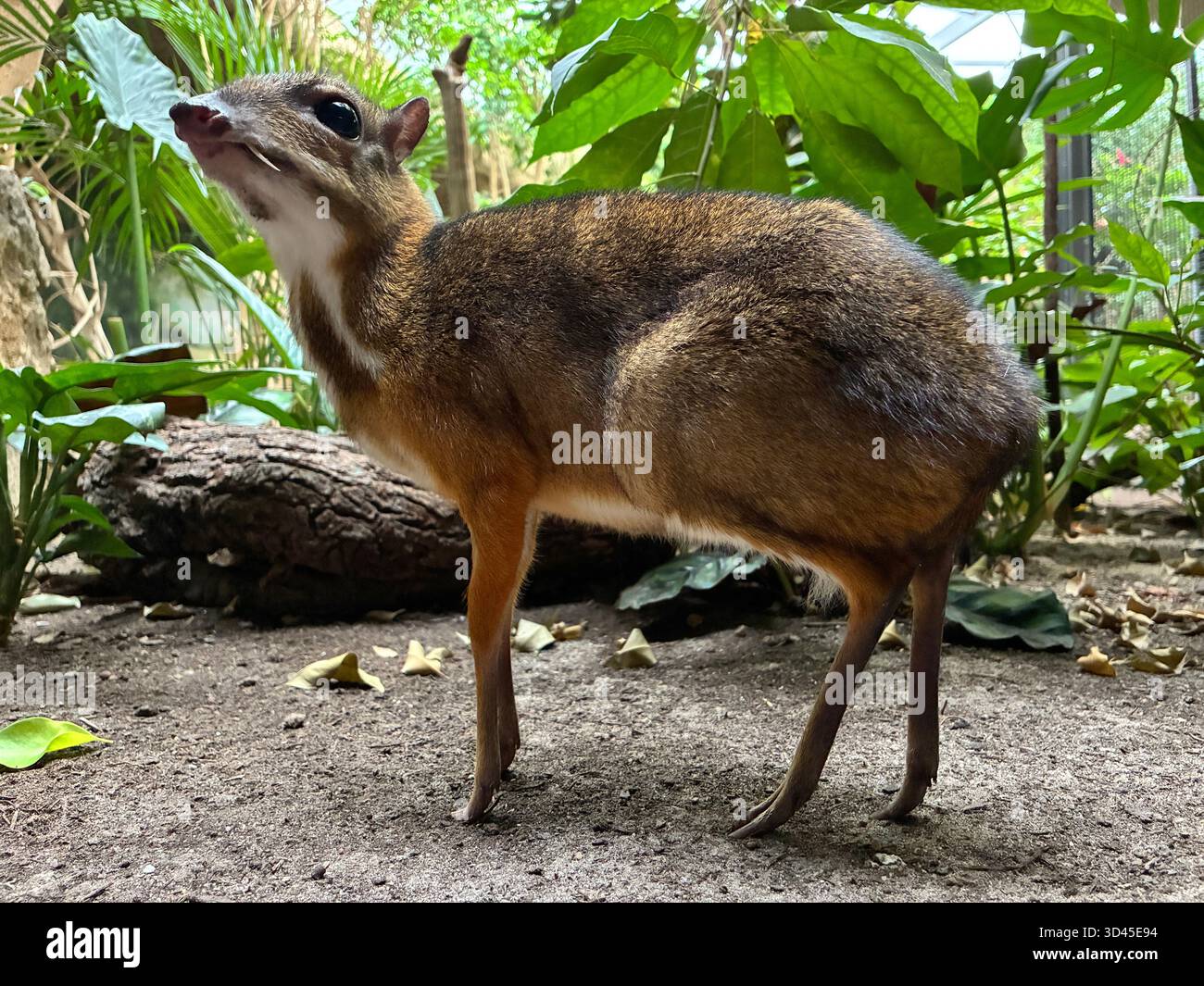 Männliche kleine Maus-Hirsch-Tragulus-Kanchil auf Waldboden zwischen grünen Blättern Stockfoto