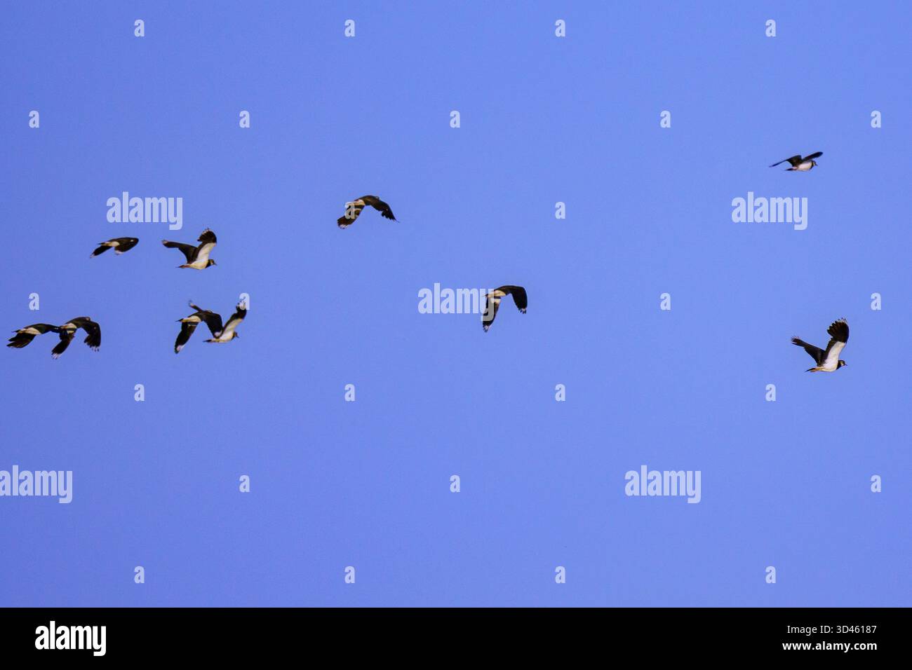 Eine Herde von Nördlichen Lapwings (Vanellus vanellus), eine fast bedrohte Art, schwebt über einem klaren blauen Himmel. Ihre abgerundeten Flügel und der synchronisierte Flug Stockfoto
