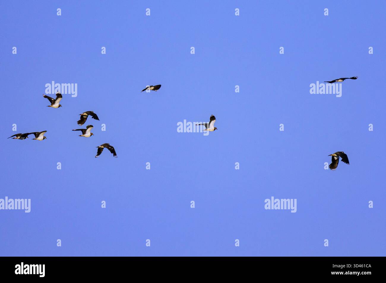 Eine Herde von Nördlichen Lapwings (Vanellus vanellus), eine fast bedrohte Art, schwebt über einem klaren blauen Himmel. Ihre abgerundeten Flügel und der synchronisierte Flug Stockfoto