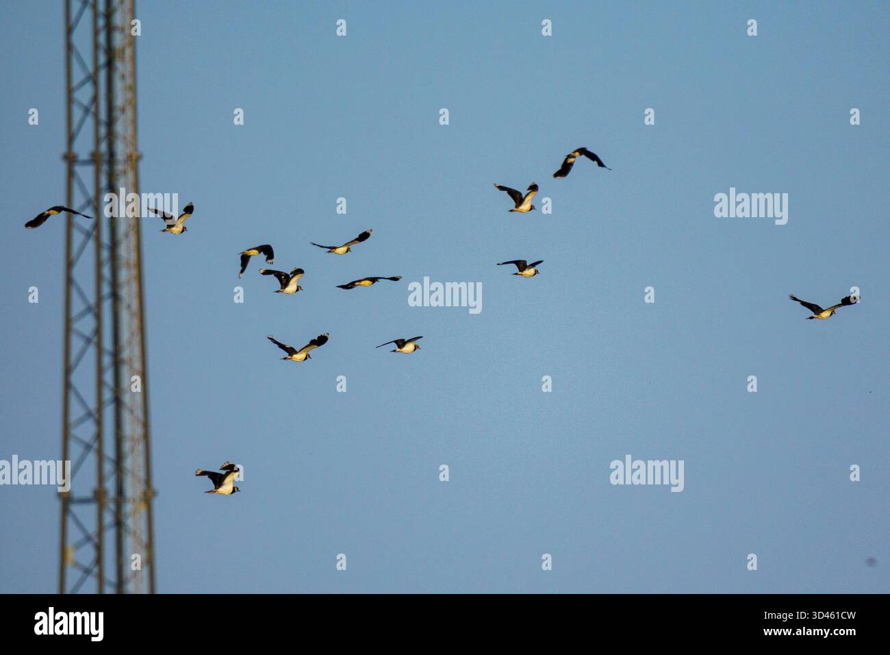Eine Herde von Nördlichen Lapwings (Vanellus vanellus), eine fast bedrohte Art, schwebt über einem klaren blauen Himmel. Ihre abgerundeten Flügel und der synchronisierte Flug Stockfoto