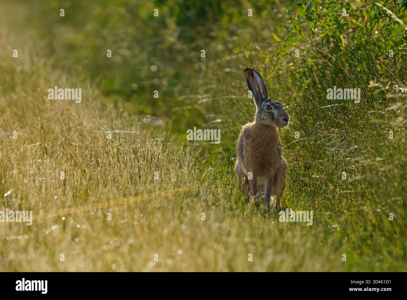 Ein Europäischer Hase (Lepus europaeus) steht auf einer sonnendurchfluteten Wiese auf, die Ohren stehen und die Augen breit sind und sich in das hohe Gras seines natürlichen Lebensraums einfügt. Stockfoto