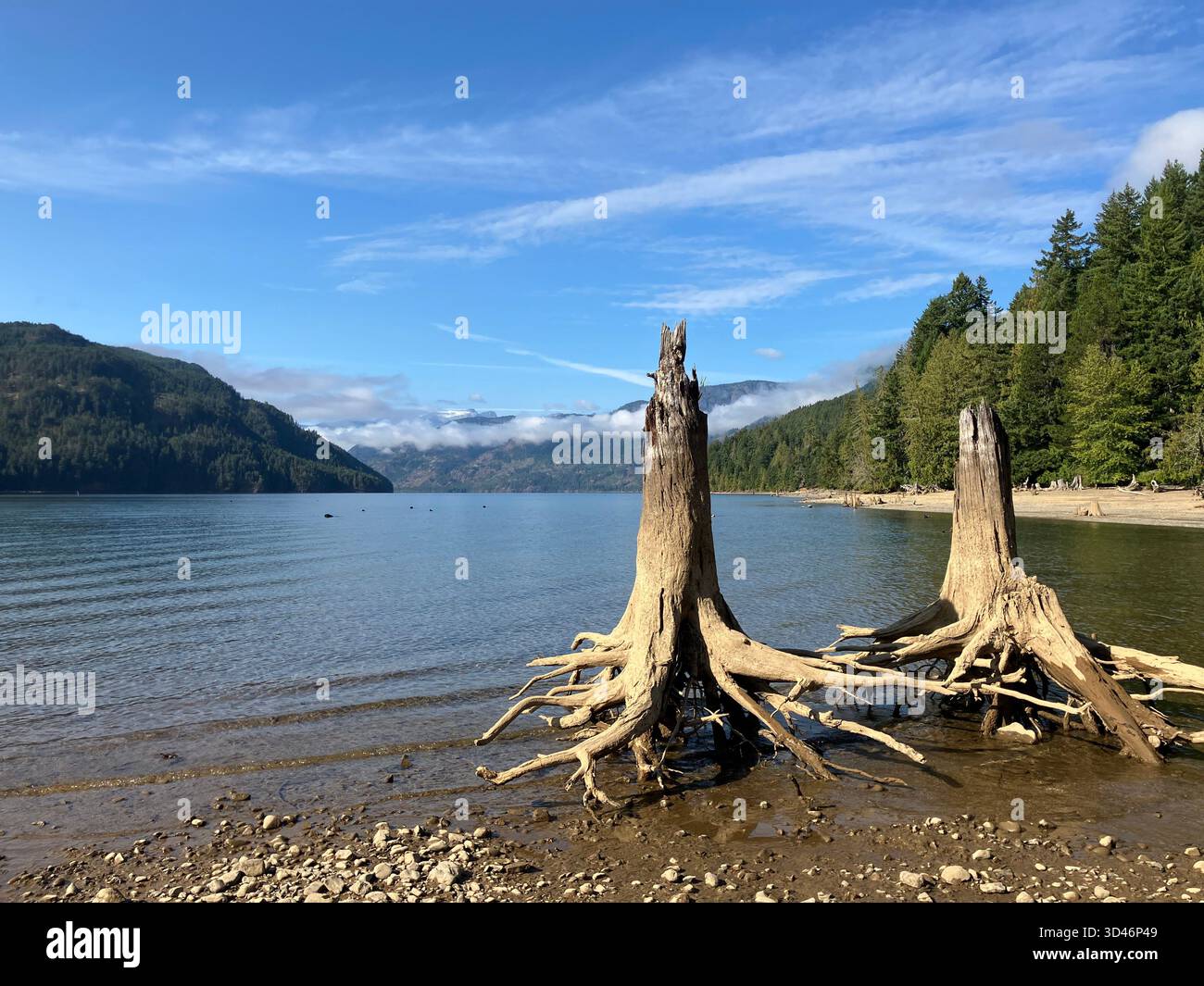 Tote Baumstümpfe am Strand des Comox Lake Bluffs Ecological Reserve, Comox Valley, Vancouver Island, British Columbia, Kanada - Smartphone-aufgenommenes Stockfoto