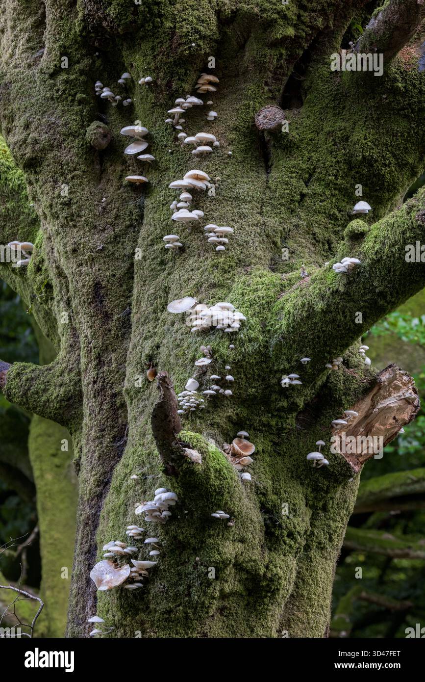 Porzellanpilz [ Oudemansiella mucida ] auf Buche in Hembury Hill, Devon, Großbritannien Stockfoto