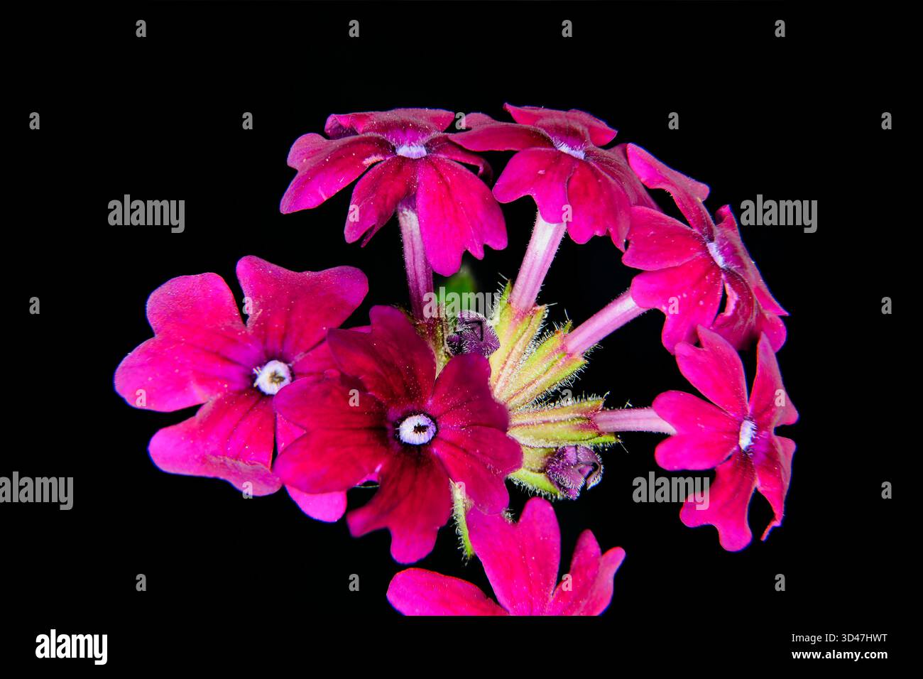 Bunte Vervena-Blüten ziehen Schmetterlinge und Kolibris an und wurden historisch für medizinische Zwecke und Kräutertees angebaut. Stockfoto