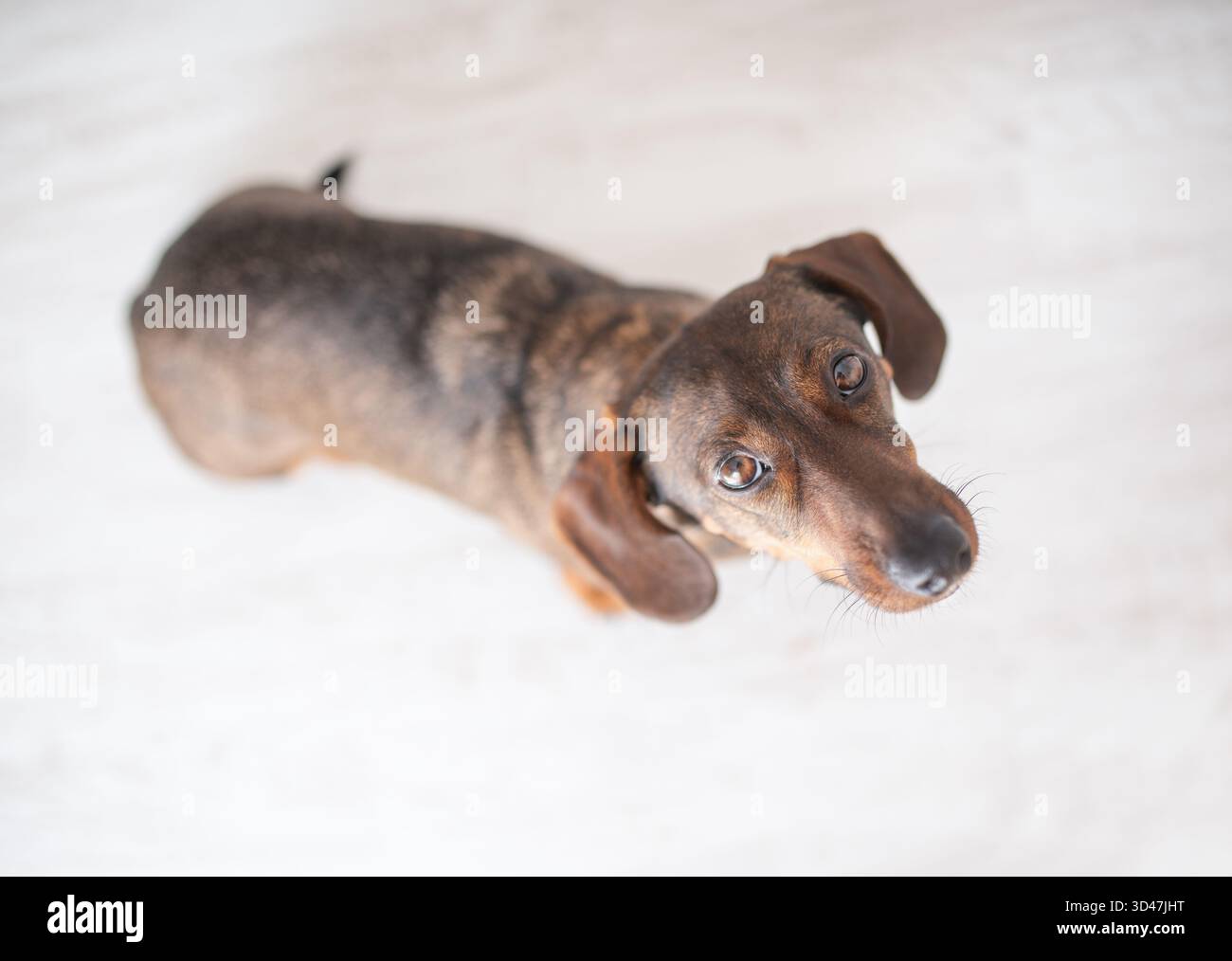 Brauner Hund mit schlampigen Ohren blickt neugierig nach oben, während er auf hellem Holzfußboden steht und seine verspielte Natur und einladende Perso unterstreicht Stockfoto