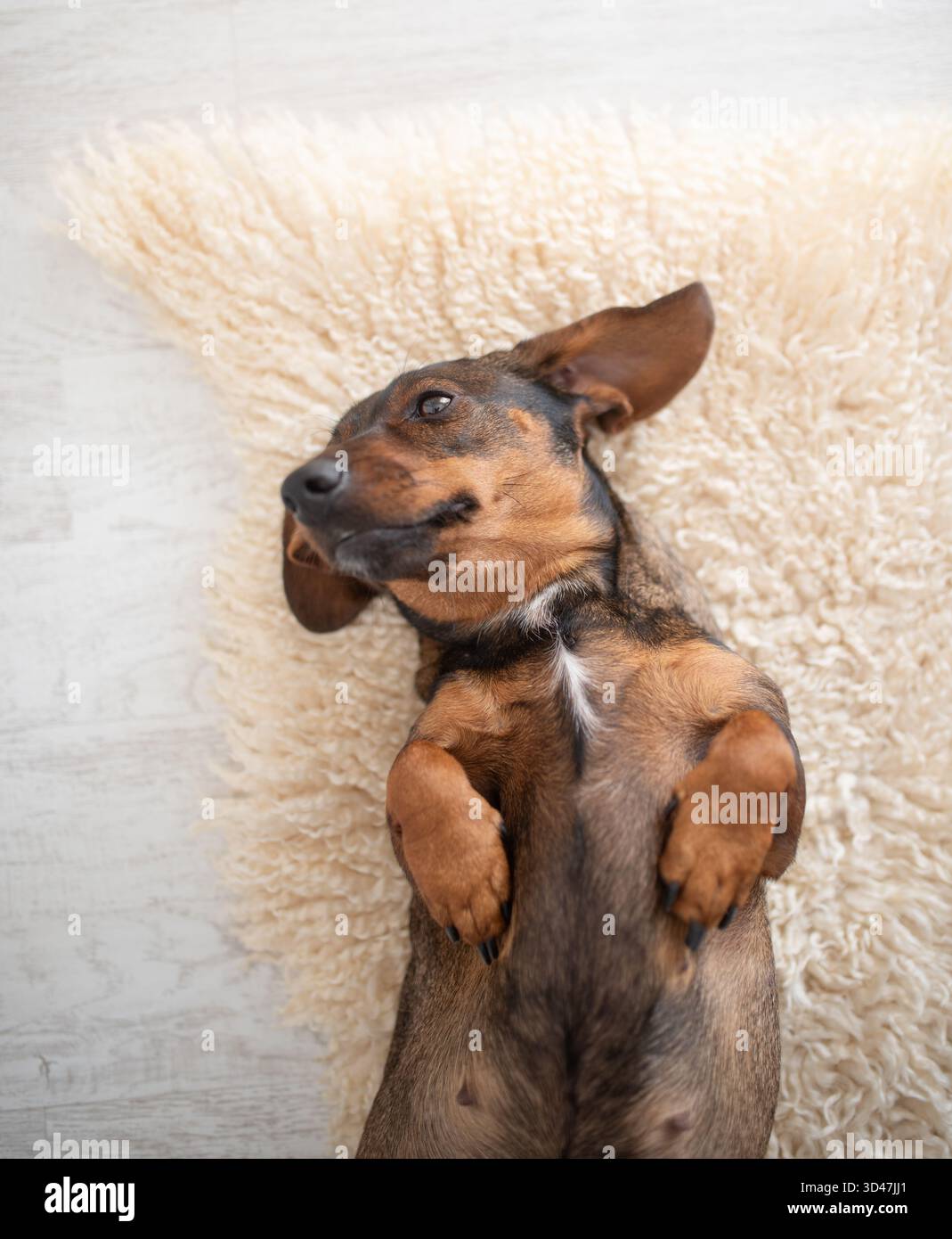 Ein verspielter Hund liegt auf einem weichen Teppich und zeigt einen entspannten Ausdruck mit hochgezogenen Pfoten und schafft eine gemütliche und einladende Atmosphäre Stockfoto
