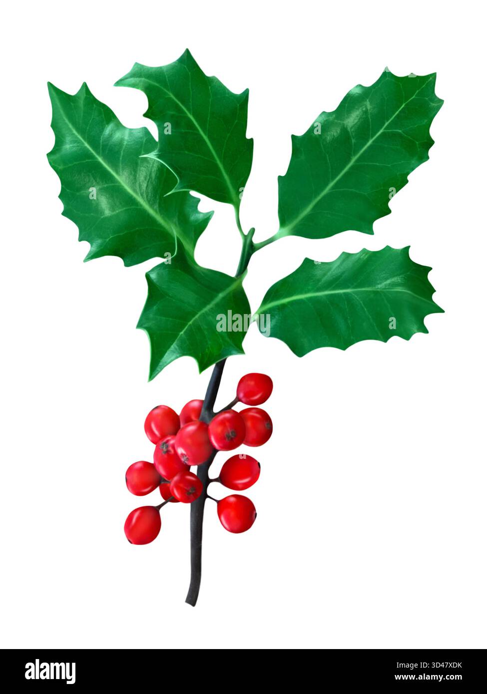 Ilex Holly isoliert auf weißem Hintergrund Stockfoto