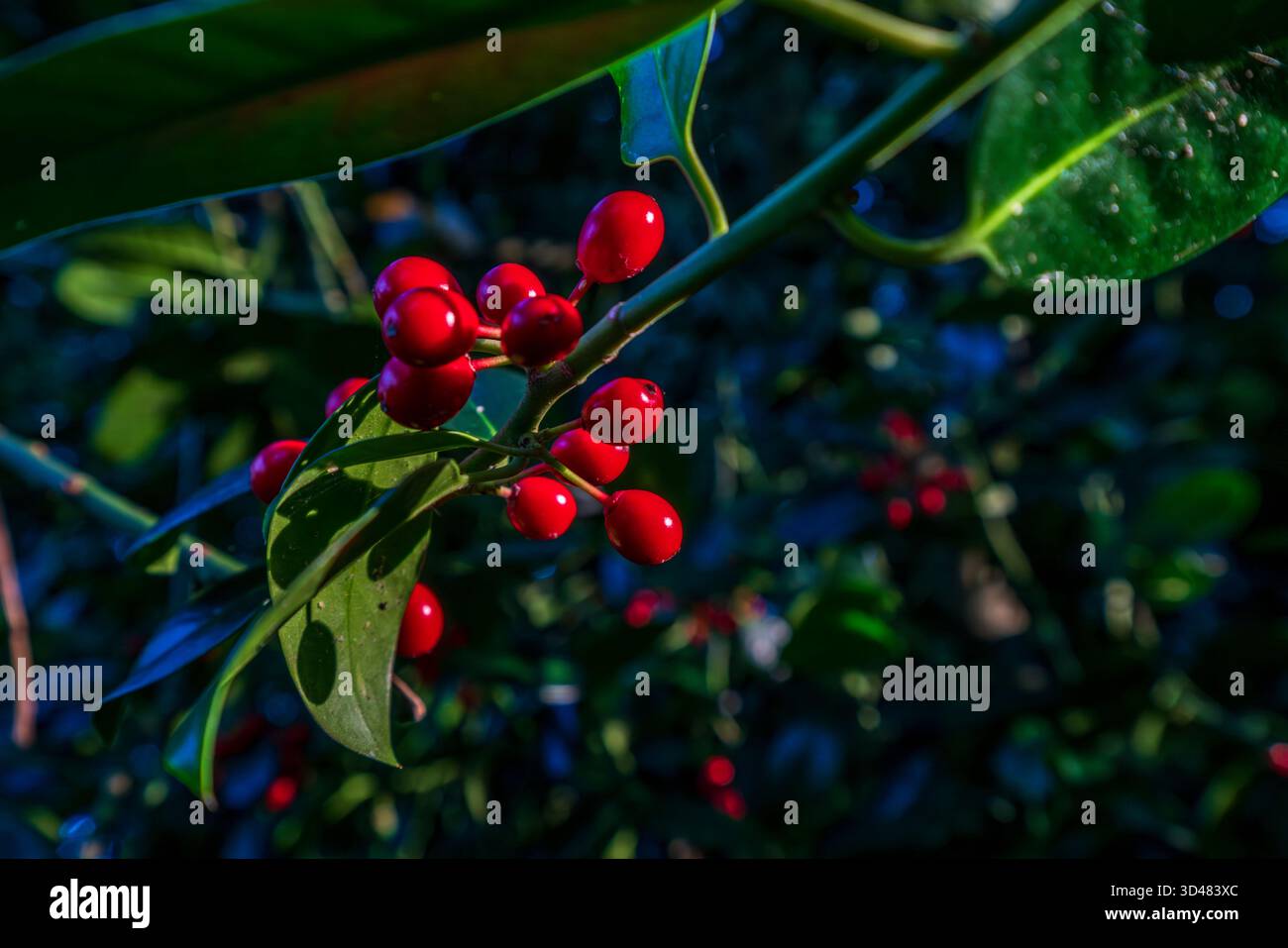 Nahaufnahme von Ilex aquifolium (stechpalme) mit lebhaften roten Beeren und glänzend grünen Blättern, die sich wunderbar vor einem tiefen, dunklen natürlichen Hintergrund abheben, Stockfoto