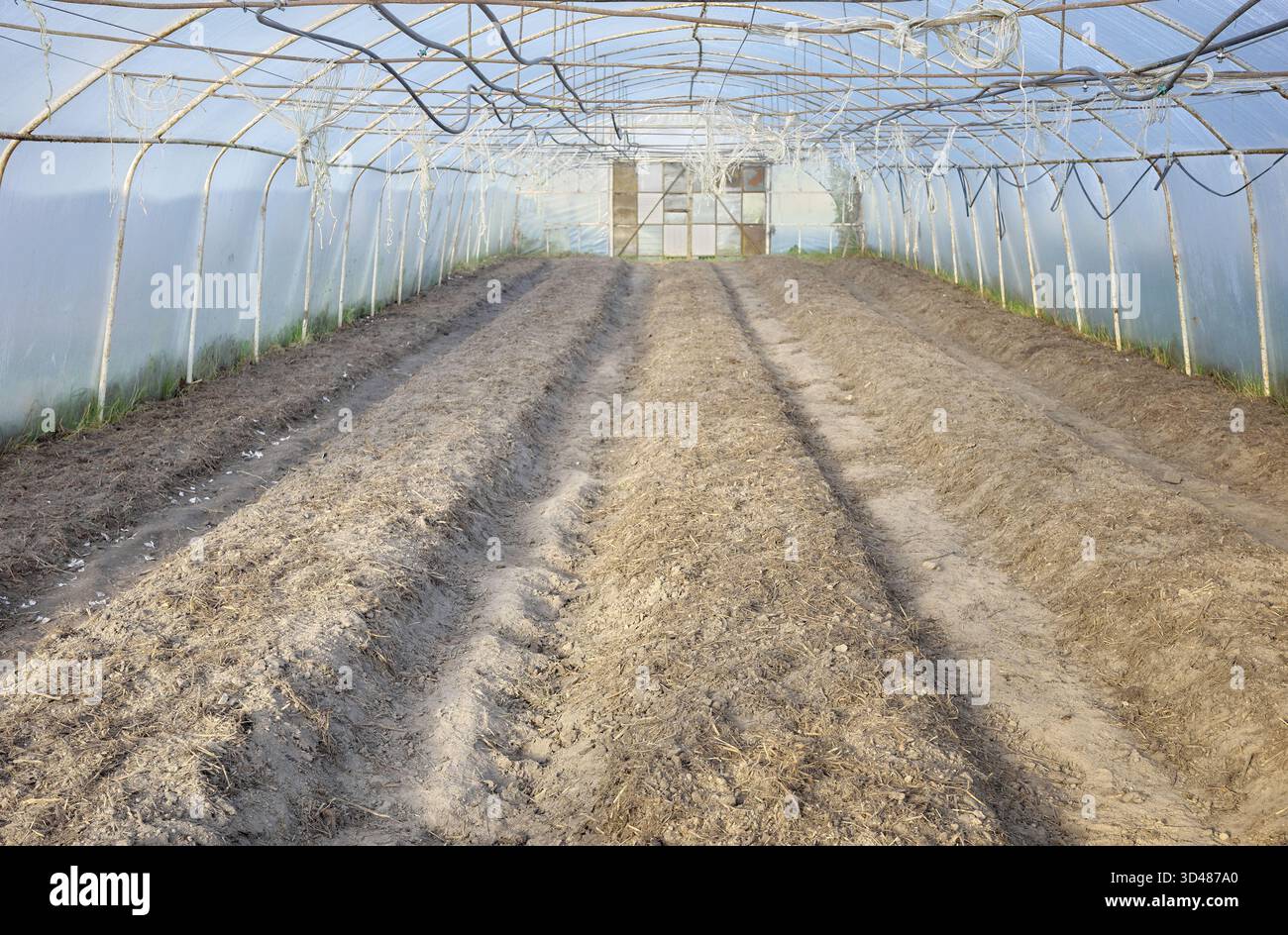 Im Inneren einer leeren ökologischen Gemüsegewächshausfarm, Schwerpunkt auf dem Boden. Stockfoto