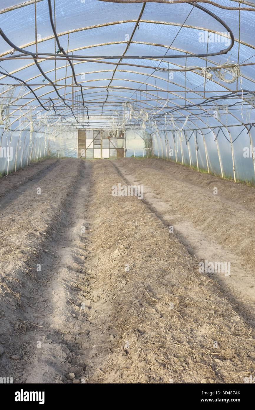 Im Inneren einer leeren ökologischen Gemüsegewächshausfarm, Schwerpunkt auf dem Boden. Stockfoto
