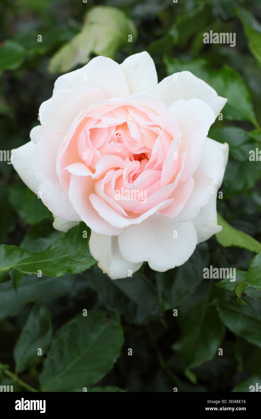 Rosa Chandos Beauty, auch Rosa Harmisty genannt, Hybrid-Teerose mit blassrosa, pfirsichfarbenen Blüten, die im Sommer und Herbst blühen Stockfoto