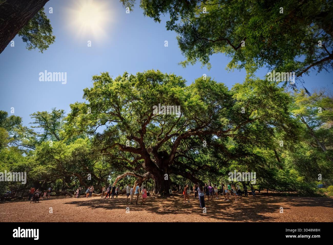 Touristen versammeln sich unter dem Angel Oak Tree, der auf 400 bis 500 Jahre alt und 66 Meter groß ist, auf Johns Island in der Nähe von Charleston, South Carolina. Stockfoto