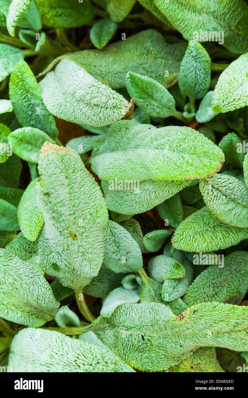 pinnatum variegata Epipremnum pinnatum albo variegata