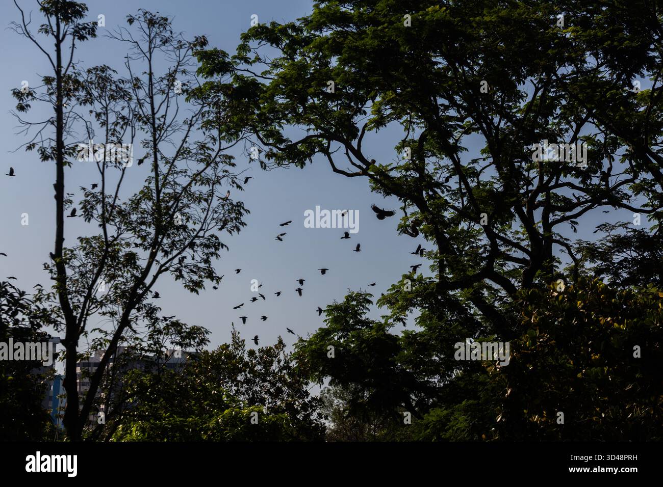 Weit verbreitet von finsteren, schaurigen Hauskrähen, die am Himmel schweben und um die Baumspitzen fliegen. Vielleicht kommt schlechtes Omen. Singapur. Stockfoto