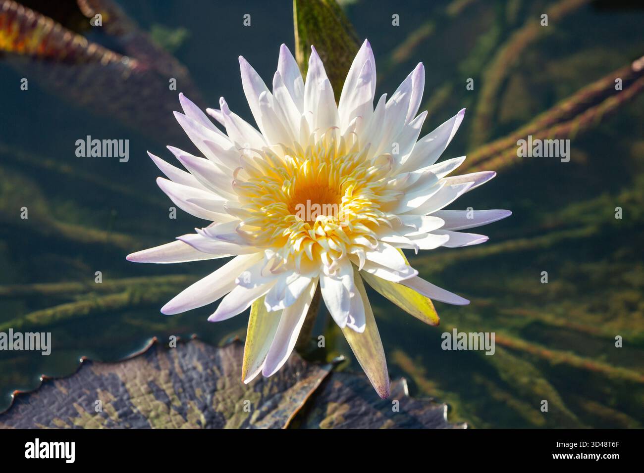Nymphaea Lawinen, schwimmende Süßwasserlilienblüte, Tageslicht, weiße Blüten. Wunderschöne Wasserpflanzen. Gesehen in Singapur. Stockfoto