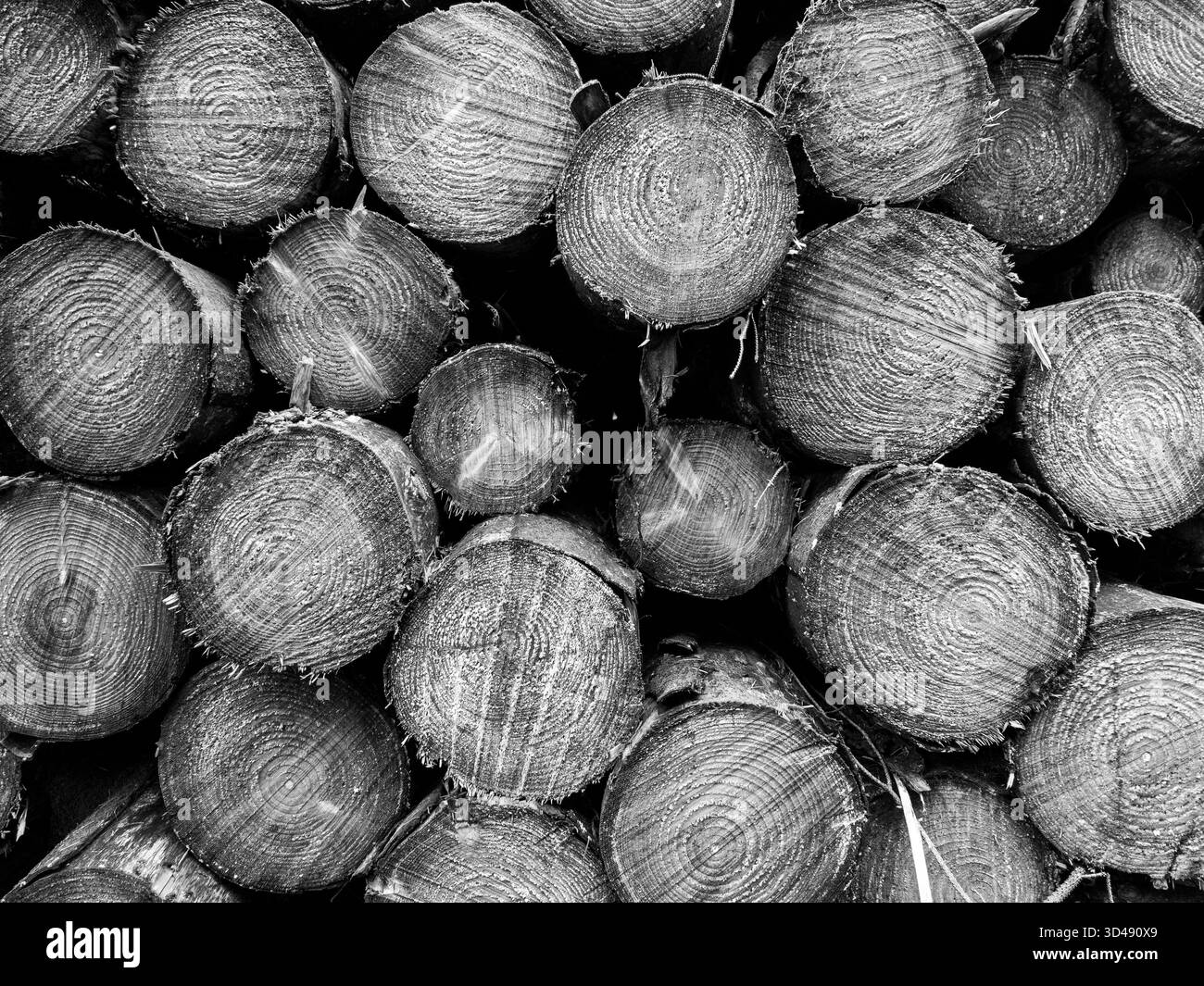 Gestapelte Stämme mit kreisförmigen Holzmaserungen in Schwarz-weiß Stockfoto
