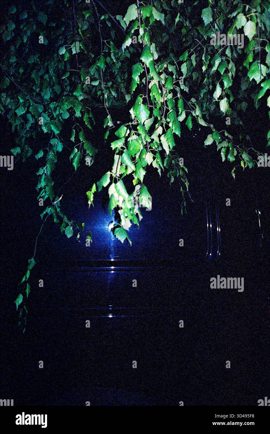 Weidenzweige und Blätter in der Nacht vor einem schwarzen Lieferwagen, aufgenommen mit analogem Blitz, erzeugt starke Schatten und stimmungsvolle Texturen. Stockfoto