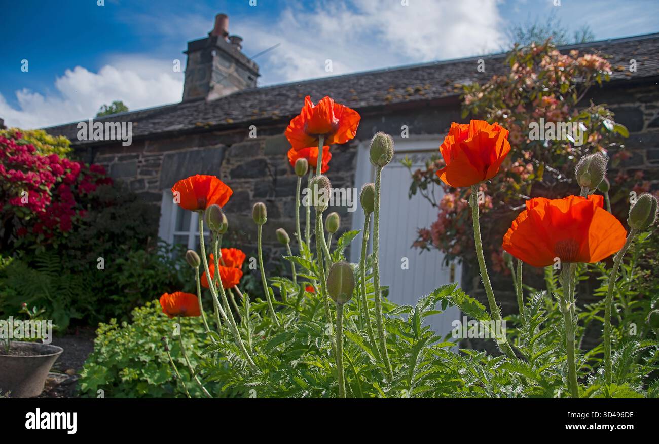 Rote Mohnblume im Hintergrund eines alten Hauses in Pitlochry, Schottland Stockfoto